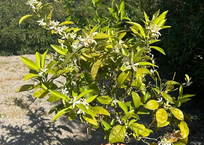 La Maison Laurier Casa vacanze Lézignan-Corbières